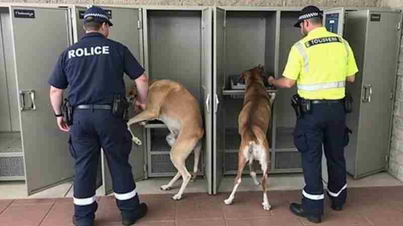 Man charged with animal cruelty in Australia, Concept art for illustrative purpose, tags: zwei greyhounds fahrradschließfach bahnhof - Monok