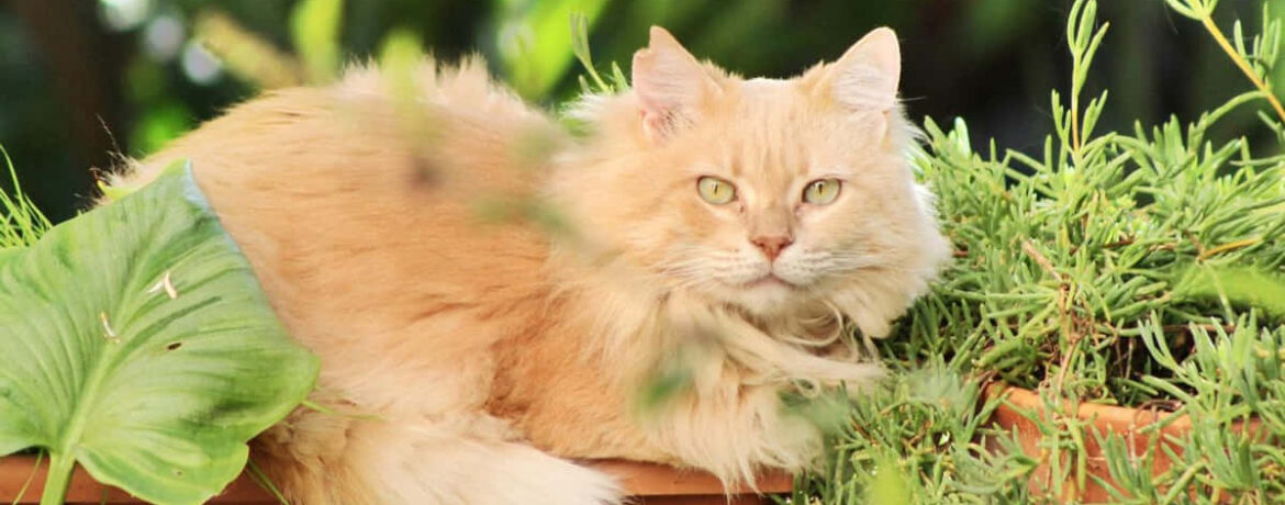 Warum Katzen im Alltag gezielt Gärten aufsuchen