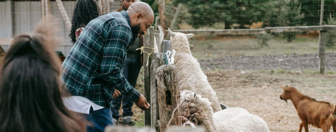 Jenseits menschzentrierter Politik: Warum Tiere immer stärker in politische Debatten einbezogen werden
